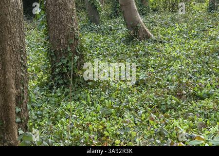 Leuchtend grüne Pflanzen bedecken den Waldboden und schaffen einen Teppich des Lebens um Baumstämme Stockfoto
