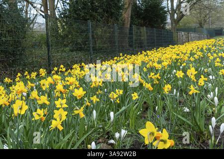 Gelbe Narzissen und weiße Krokusse wachsen im Frühling neben einem Metallzaun in einem Park Stockfoto