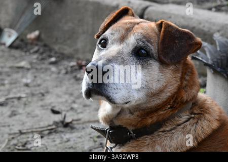Niedliche welsh springer Spaniel Hunderasse am Abend. Stockfoto