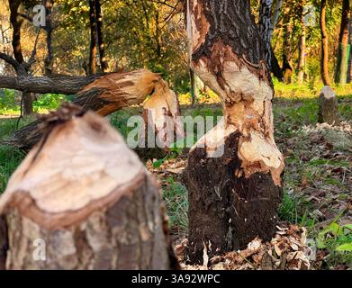 Biberaktivitäten in Grünflächen, Dämme bauen. Bäume, die abgehauen werden, von Bibern genagt werden. Wildtiere und Tiere im Wald. Biber in Europa Stockfoto