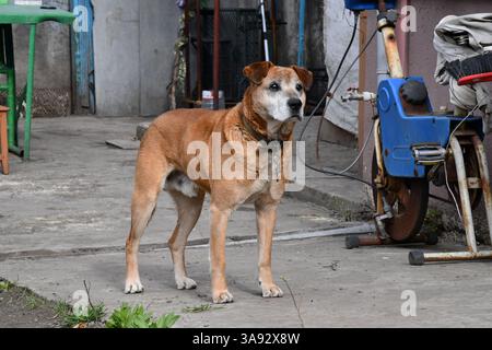 Niedliche welsh springer Spaniel Hunderasse am Abend. Stockfoto