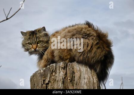 Niedliches Raubtier im Dschungel. Schöne Katze mit grünen Augen versteckt sich in grünen Blättern im Garten Stockfoto