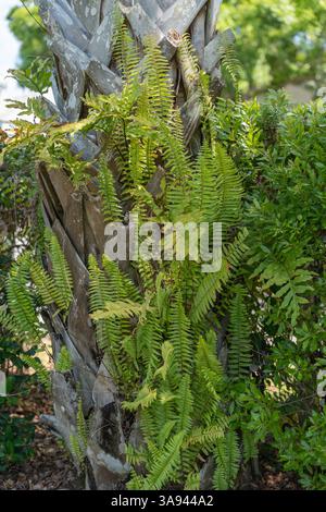 Grüne Fernnen wachsen auf einem Palmenstamm Stockfoto
