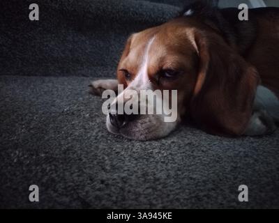 Beagle Porträt des Hundes, schlafender Hund Stockfoto