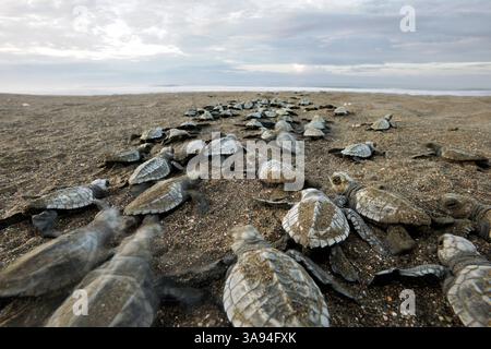 Olive ridley Meeresschildkröten Jungtiere (Lepidochelys olivacea) auf dem Weg zum Meer. Sie orientieren sich an der Helligkeit des Horizonts über dem Stockfoto
