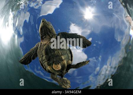 Sobald sie ins Wasser kam, kämpft die junge Ölschildkröte (Lepidochelys olivacea) gegen den Schwellen, um von der Küste abzuschwimmen. Die so-cal Stockfoto