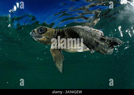 Sobald sie ins Wasser kam, kämpft die junge Ölschildkröte (Lepidochelys olivacea) gegen den Schwellen, um von der Küste abzuschwimmen. Die so-cal Stockfoto