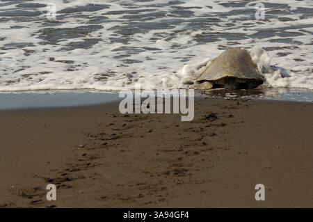 Die Oliven-ridley-Meeresschildkröten (Lepidochelys olivacea) sind berühmt für ihr Verhalten, auch tagsüber zu nisten. Ihre arribada (Massennistungsereignis W Stockfoto