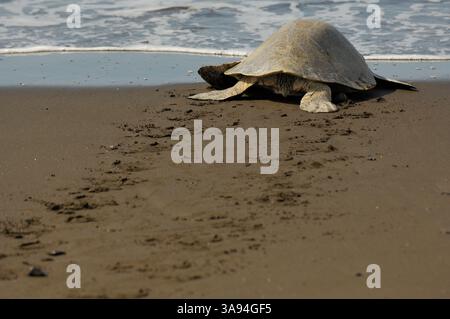 Die Oliven-ridley-Meeresschildkröten (Lepidochelys olivacea) sind berühmt für ihr Verhalten, auch tagsüber zu nisten. Ihre arribada (Massennistungsereignis W Stockfoto