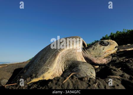 Die Oliven-ridley-Meeresschildkröten (Lepidochelys olivacea) sind berühmt für ihr Verhalten, auch tagsüber zu nisten. Ihre arribada (Massennistungsereignis W Stockfoto