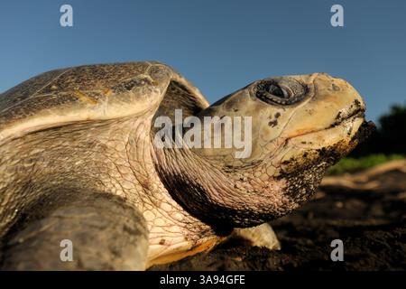 Die Oliven-ridley-Meeresschildkröten (Lepidochelys olivacea) sind berühmt für ihr Verhalten, auch tagsüber zu nisten. Ihre arribada (Massennistungsereignis W Stockfoto