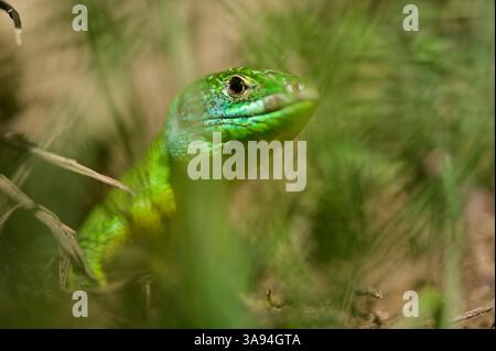 Lacerta bilineata, Lacerta bilineata ssp. Chloronota (ehemals Lacerta viridis), westliche grüne Eidechse, westliche grüne Eidechse Stockfoto