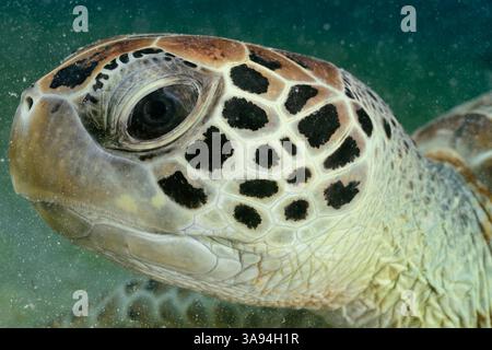 Eine junge grüne Meeresschildkröte ( Chelonia mydas ) ruht ruhig in einem Seegrasbett, ihr ruhiger Ausdruck und ihre sanfte Haltung spiegeln ihr pflanzenfressenes W wider Stockfoto