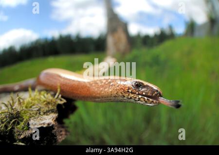Blindschleiche (Anguis fragilis) in Kiebitzholm, Schleswig-Holstein, Deutschland | Blindschleiche (Anguis fragilis) auf der Grünbrücke in Schleswig Stockfoto