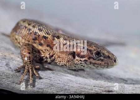 Vivipara (Zootoca vivipara, vormals Lacerta vivivipara) ruhend Stockfoto