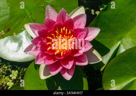 Rote Pygmäen, Seerosen, Nymphaea tetragona, schwimmend auf einem Teich in Montreal Botanical Gardens, Quebec, Kanada Stockfoto