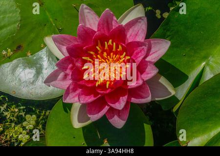 Rote Pygmäen, Seerosen, Nymphaea tetragona, schwimmend auf einem Teich in Montreal Botanical Gardens, Quebec, Kanada Stockfoto