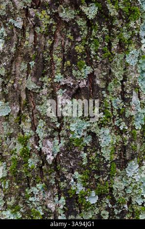 Amerikanische Ulme, Ulmus americana, Stamm mit Flechten Stockfoto