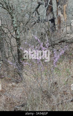 Eastern Redbud, Cercis canadensis, blüht im Frühlingswald Stockfoto