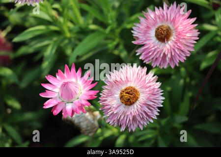Zarte rosafarbene strohblumen, die Schönheit in der Umarmung der Sonne ausstrahlen. Stockfoto