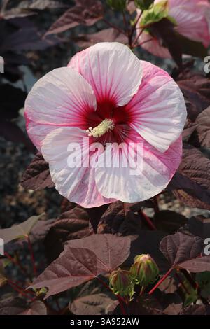 Eine atemberaubende Hibiskusblüte, eine Symphonie aus weichem Rosa und weiß. Stockfoto