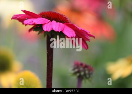 Eine Kegelblume aus nächster Nähe mit ihren komplizierten Details und leuchtenden Farbtönen. Stockfoto