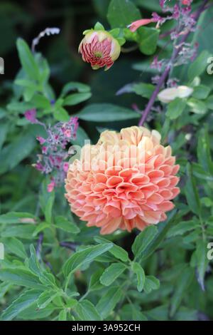 Eine wunderschöne rosa Dahlia ist ein Anblick. Stockfoto