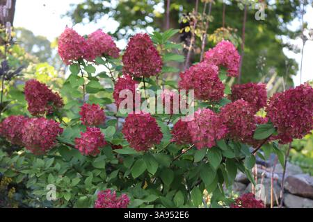 Diese Hortensien sind eine lebendige Erinnerung an die Schönheit der Natur. Stockfoto