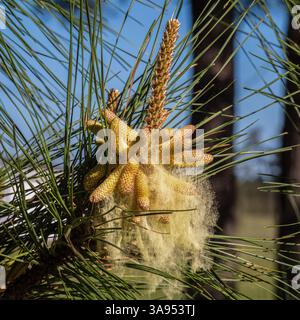 Eine Schwade Pollenkörner kommt von den Pollenzapfen einer Loblolly-Kiefer. Raleigh, North Carolina. Stockfoto