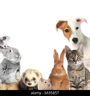Kaninchen und andere Tiere, die in die Kamera auf weißem Hintergrund schauen Stockfoto