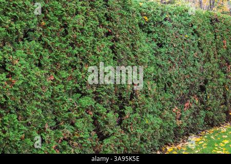 Thuja occidentalis – Hecke aus weißen Zedernbäumen im Herbst, Japanischer Garten, Montreal Botanical Garden, Quebec, Kanada Stockfoto
