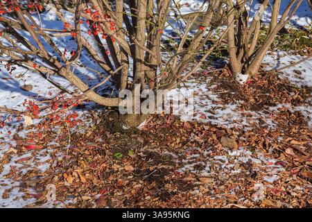 Euonymus alatus „Burning Bush“ – Spindelbaum mit abgeschiedenen Blättern und Mulch an der Basis im Spätherbst zum Schutz vor dem Winter, Quebec, Kanada Stockfoto