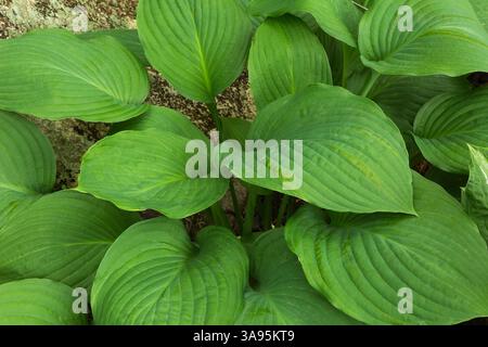 Nahaufnahme von Hosta sieboldiana 'elegans' im Sommer. Stockfoto