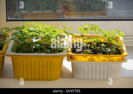 Junge Erdbeerkeimlinge, die in gelben Behältern auf einer sonnendurchfluteten Fensterbank wachsen. Pflanzlinge zu Hause anbauen Stockfoto