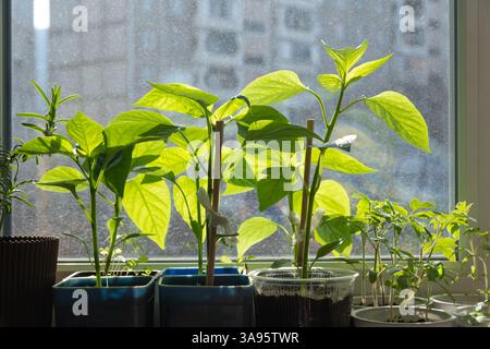 Junge Pfefferpflanzen aus Samen, die in einem Behälter auf der Fensterbank wachsen. Gras zu Hause aus Samen für die Umpflanzung anbauen Stockfoto