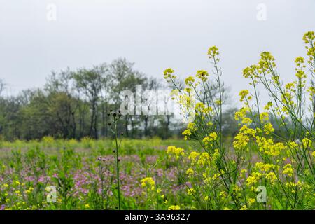 Golden Hour Floral Symphony: Sonnenverwöhnte gelbe und rosafarbene Wildblumen tanzen in der Sommerbrise – die lebendigen Wandteppiche der Natur Stockfoto