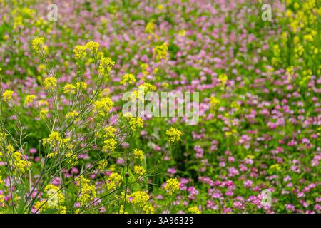 Golden Hour Floral Symphony: Sonnenverwöhnte gelbe und rosafarbene Wildblumen tanzen in der Sommerbrise – die lebendigen Wandteppiche der Natur Stockfoto