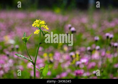 Golden Hour Floral Symphony: Sonnenverwöhnte gelbe und rosafarbene Wildblumen tanzen in der Sommerbrise – die lebendigen Wandteppiche der Natur Stockfoto