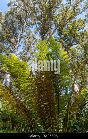 Baumfarn und riesige Bergasche, Sumpfgummi hohe Bäume am Farnbaumberg wellington Tasmania Stockfoto