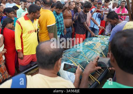 August 2023, Puri, Odisha, Indien. Menge für den Kauf von frischem Fisch direkt vom Fischerboot Stockfoto