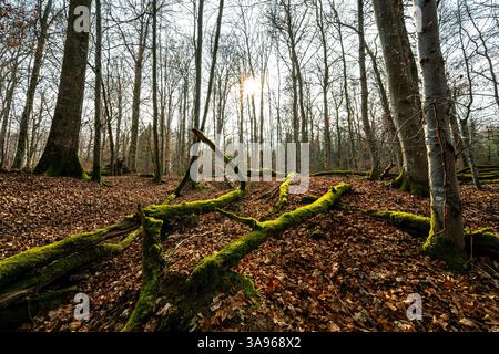 Alte moosbedeckte Baumstämme, die im Frühjahr in der untergehenden Sonne im wunderschönen Wald leuchten Stockfoto