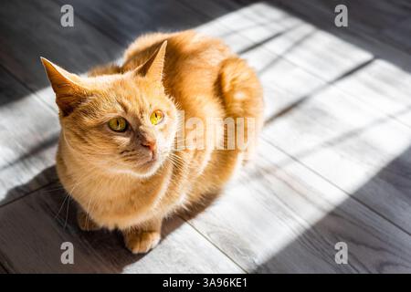 ingwerkatze, die sich in der Sonne sonnt und auf dem Boden sitzt. ingwerkatze sitzt auf dem Boden. ingwerkatze mit ausdrucksstarken Augen Stockfoto