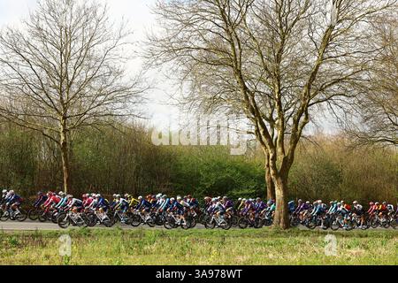 Wevelgem, Belgien. 30. März 2025. Die Gruppe von Fahrern, die während des eintägigen Radrennens „Gent-Wevelgem - in Flanders Fields“ in Aktion gezeigt wurden, 250,3 km von Ieper nach Wevelgem, Sonntag, den 30. März 2025. BELGA FOTO DAVID PINTENS Credit: Belga News Agency/Alamy Live News Stockfoto