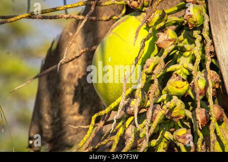Eine atemberaubende Makroaufnahme von lebendigen grünen Früchten zwischen gelben Blüten und brauner Rinde. Dieses Foto zeigt die komplizierten Details der Natur und fängt die ein Stockfoto