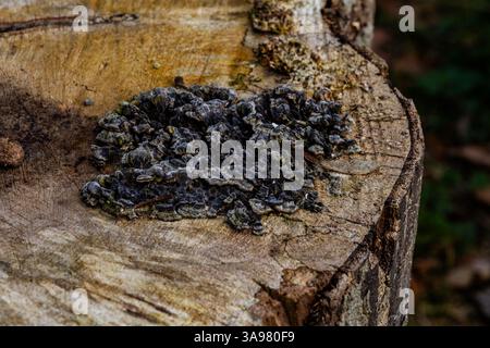 Exidia glandulosa-Pilze auf einem Baumstumpf. Auch bekannt als Hexenbutterpilz. Stockfoto