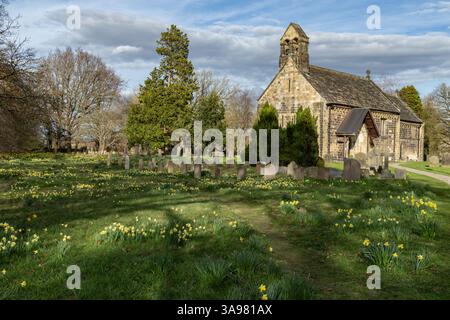 Adel Parish Church of St John the Baptist, Leeds. Der Kirchhof (Kirchengelände, Friedhof) ist voller Narzissen. Stockfoto