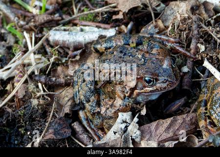 Grasfrosch (Rana temporaria), auch bekannt als Europäischer Gemeiner Frosch, ist eine halbaquatische Amphibie der Familie der Ranidae Stockfoto