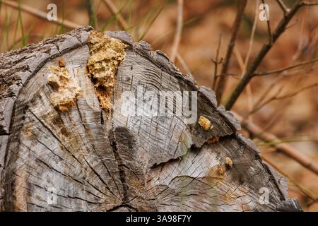 Schlammwespennest auf einem Baumstamm in der Wildnis, Alcoy, Spanien Stockfoto