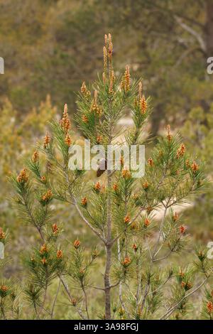 Der Frühling geht auf eine junge Kiefer mit verschwommenem Waldhintergrund, Alcoy, Spanien Stockfoto