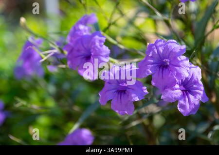 Ruellia brittoniana (mexikanische Petunie) in voller Blüte Stockfoto